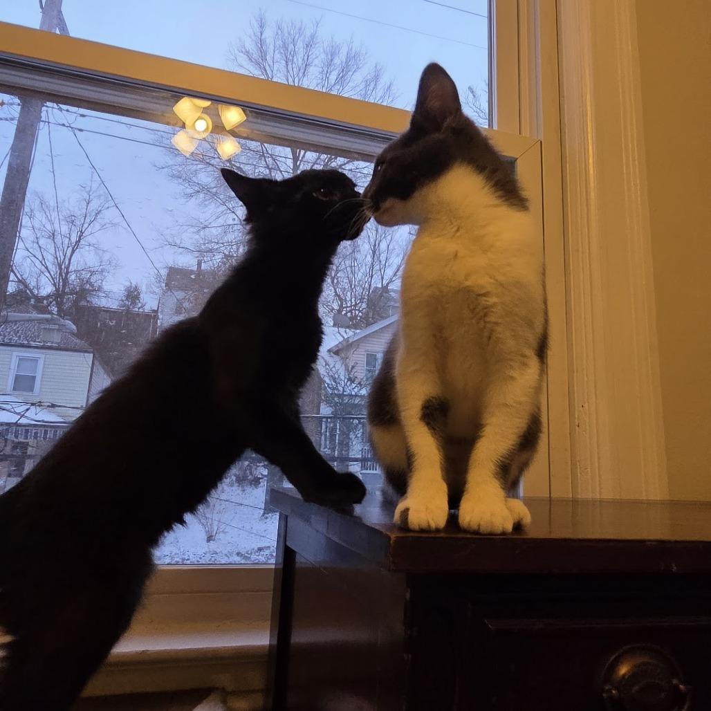 Enlarge Lexapro, a Adoptable Domestic Long Hair in PITTSBURGH, PA image 3/6