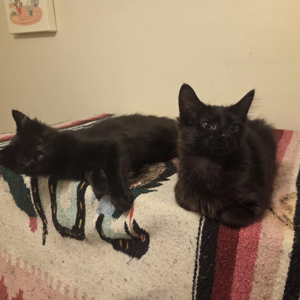 Enlarge Lexapro, a Adoptable Domestic Long Hair in PITTSBURGH, PA image 4/6