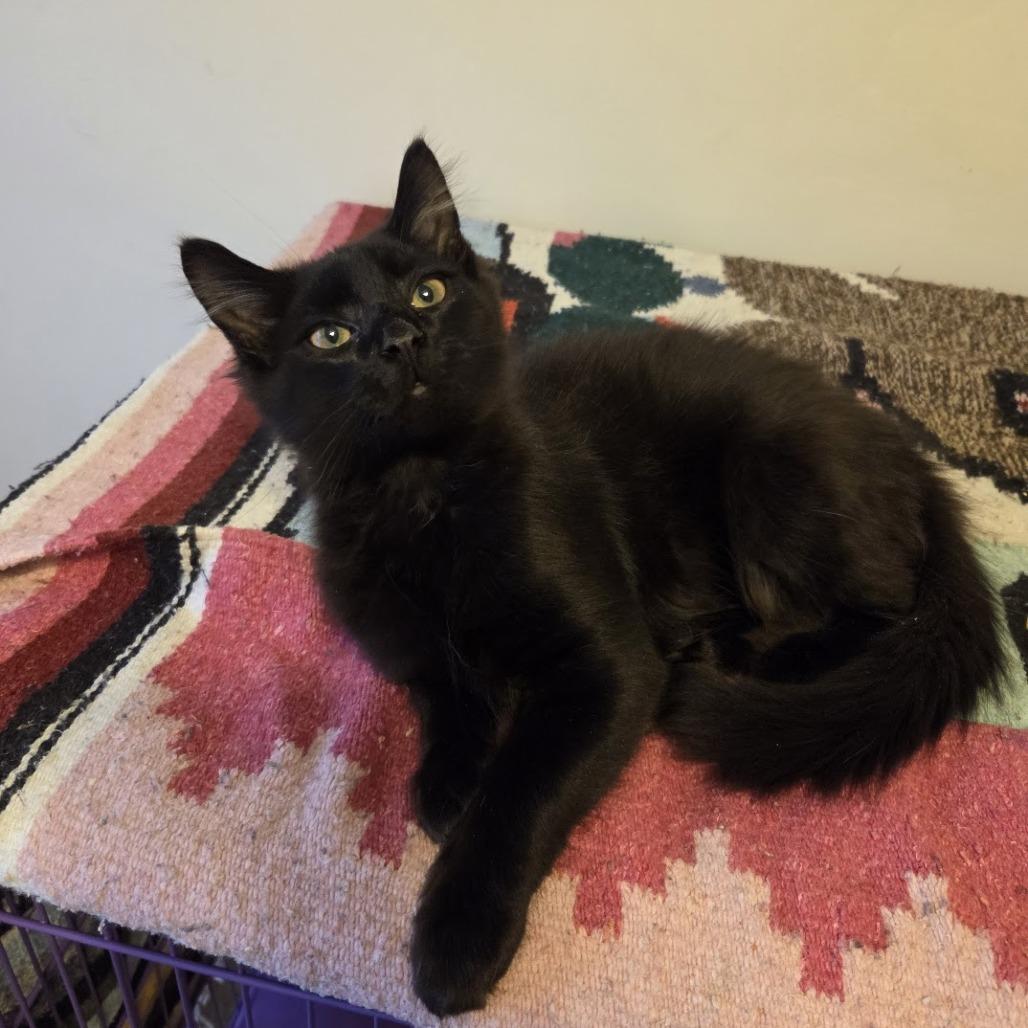 Enlarge Lexapro, a Adoptable Domestic Long Hair in PITTSBURGH, PA image 5/6