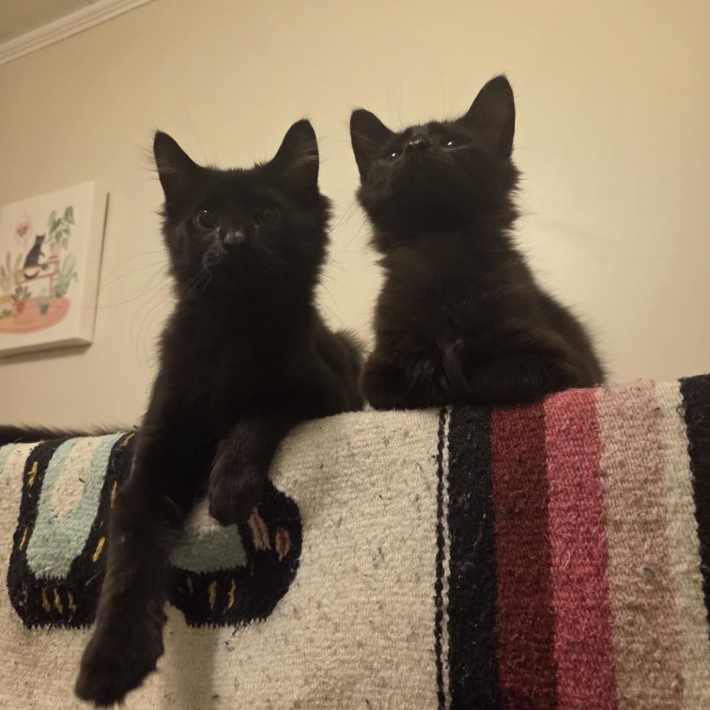 Enlarge Lexapro, a Adoptable Domestic Long Hair in PITTSBURGH, PA image 6/6