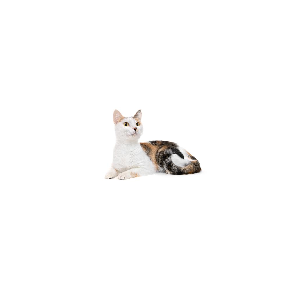 Enlarge Penny, a Adoptable Domestic Short Hair in Playa Vista, CA image 1/1