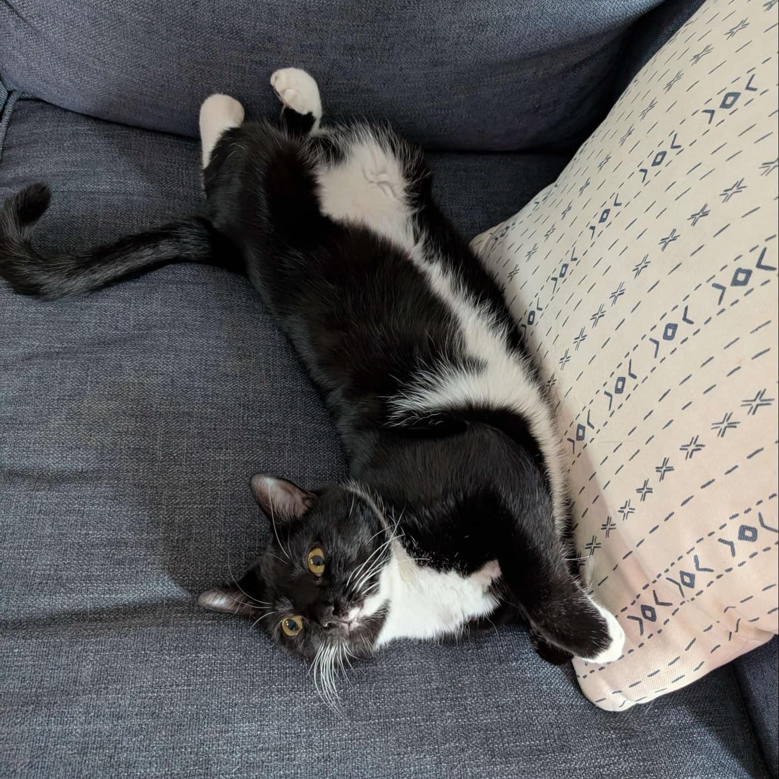 Susu - bonded to Ariel
