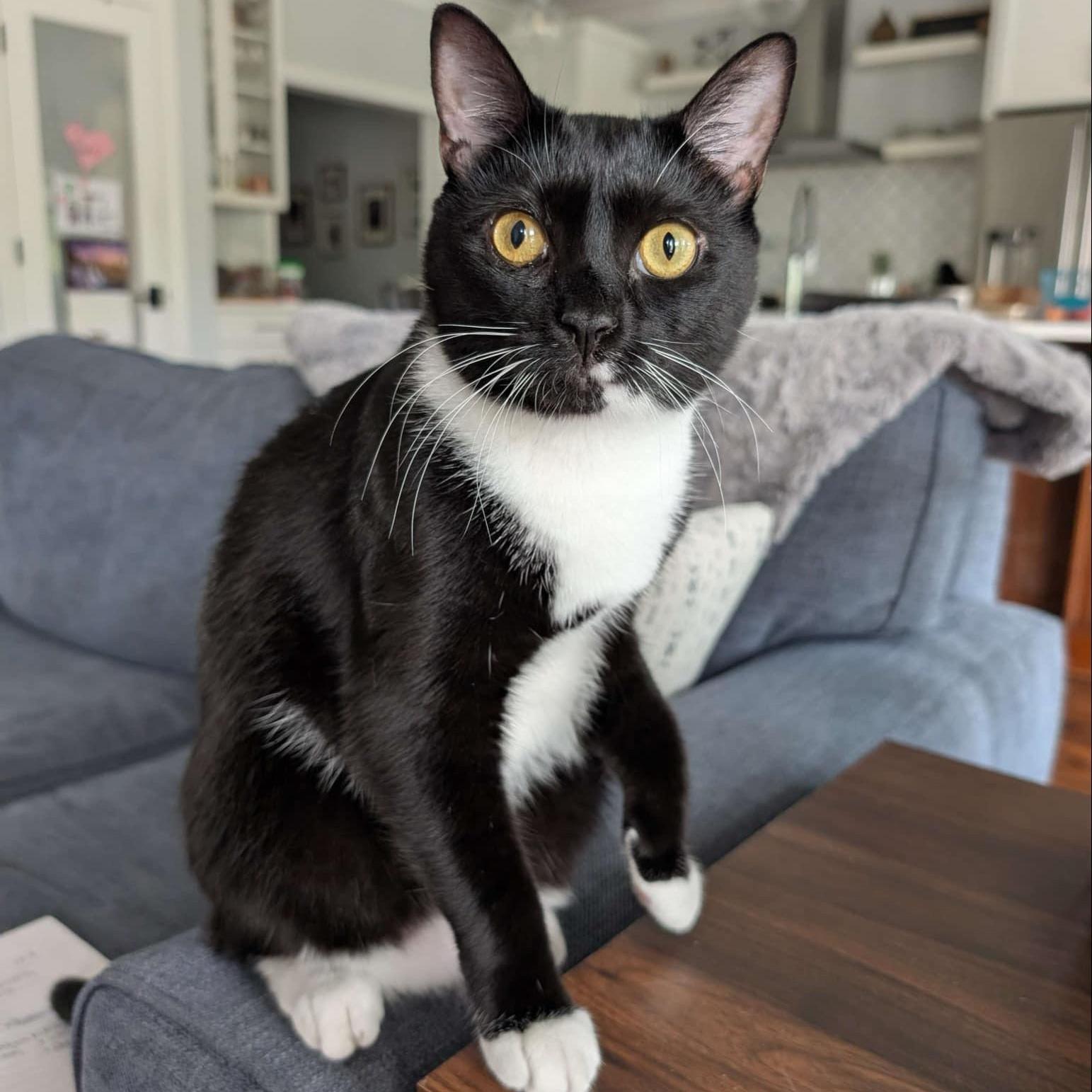 Susu - bonded to Ariel