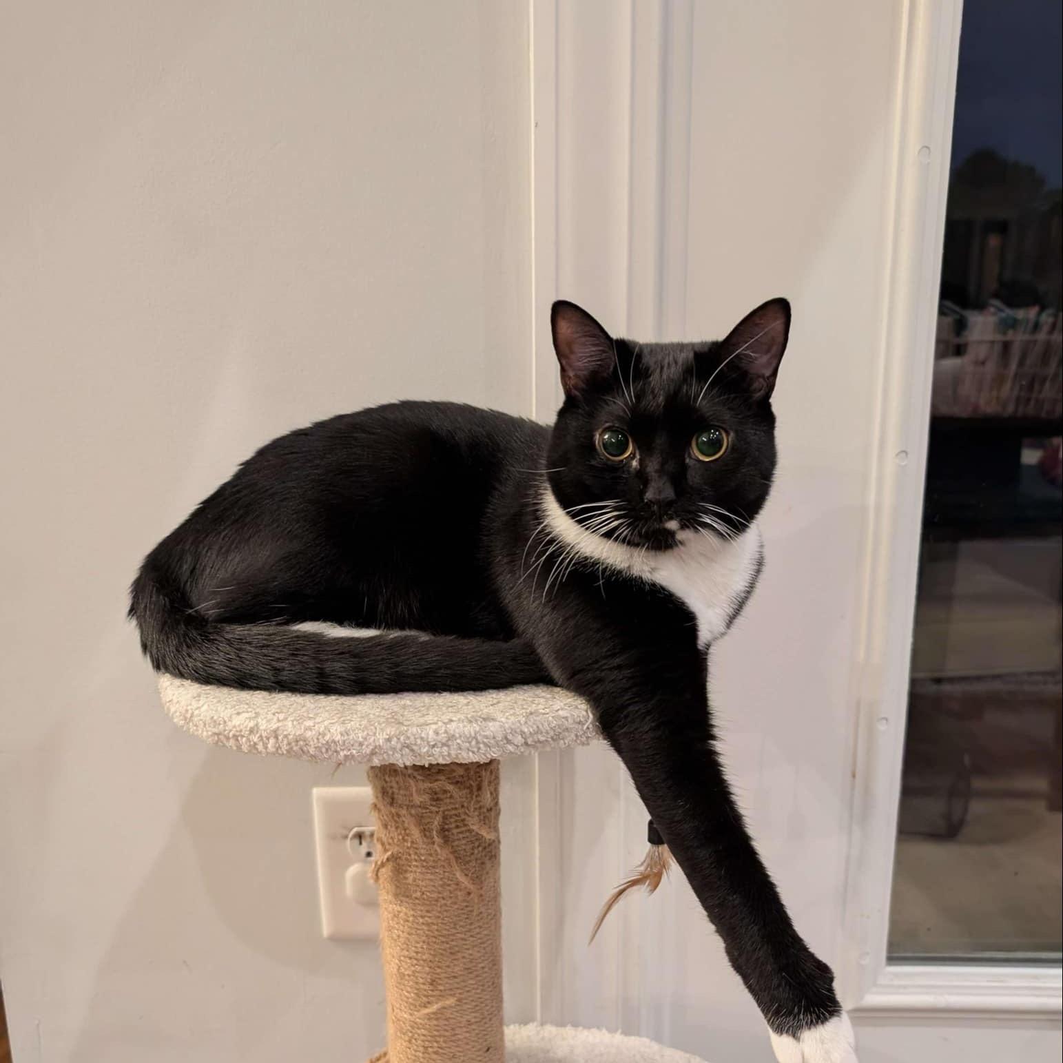 Susu - bonded to Ariel
