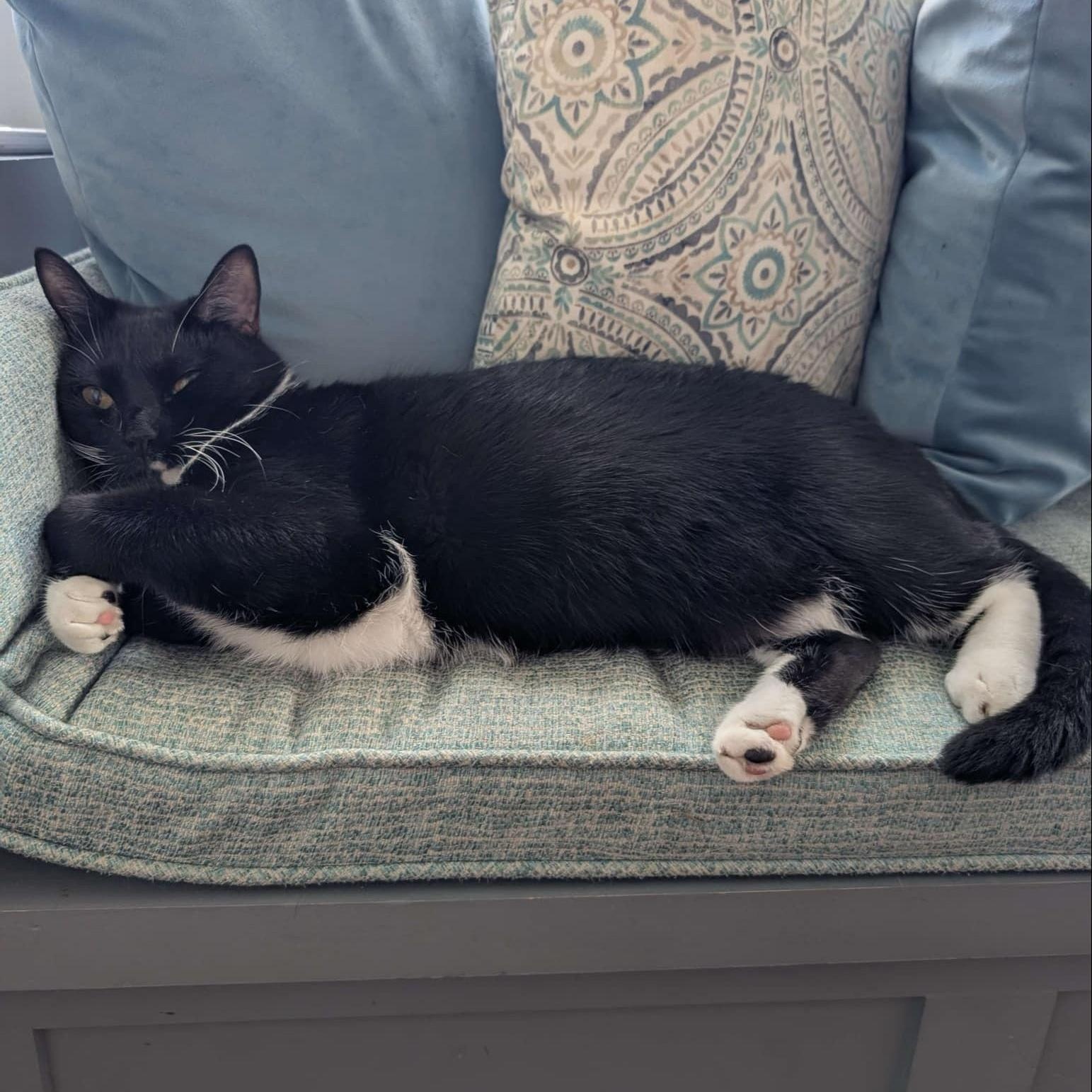 Susu - bonded to Ariel