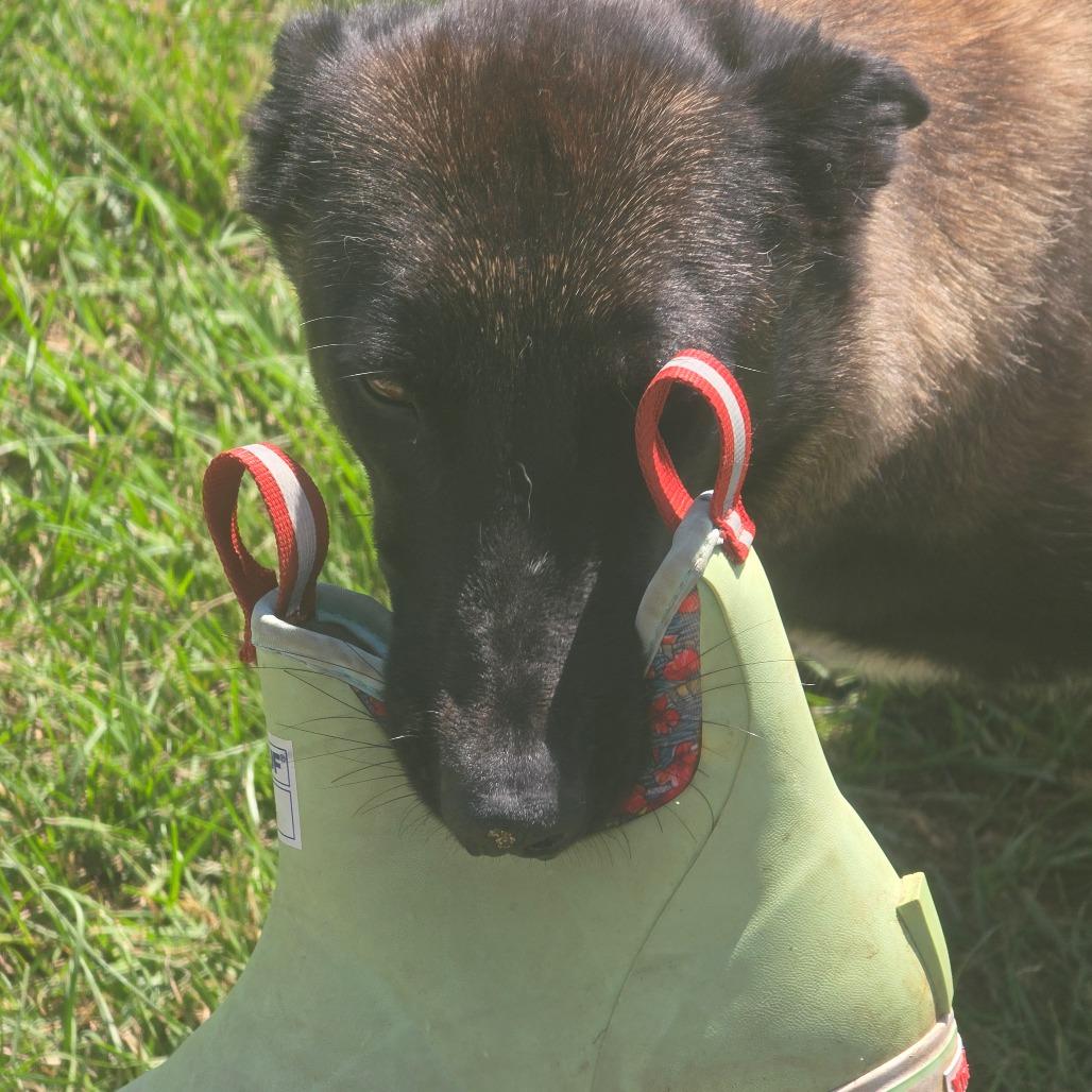 Wicked, Adoptable, Young Female Belgian Shepherd / Malinois.