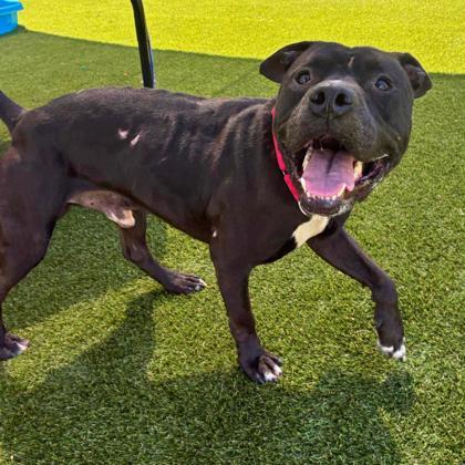 Jerry, a Adoptable mixed breed in Gastonia, NC image 1/3