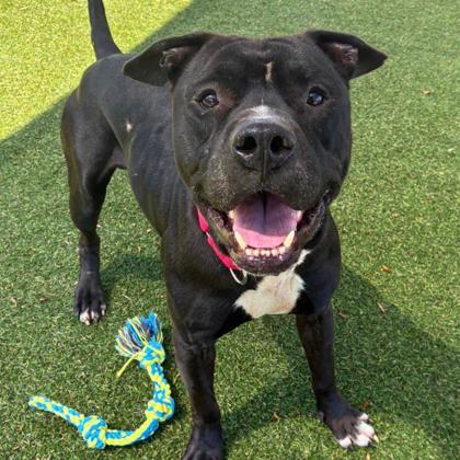 Jerry, a Adoptable mixed breed in Gastonia, NC image 2/3