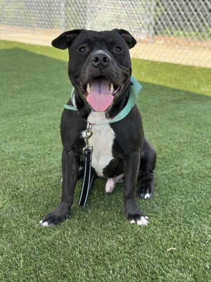 Jerry, a Adoptable mixed breed in Gastonia, NC image 3/3