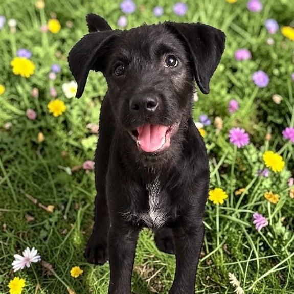 Enlarge Sunny, a Adoptable mixed breed in Encinitas, CA image 3/3