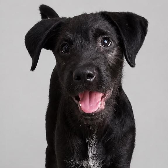 Enlarge Sunny, a Adoptable mixed breed in Encinitas, CA image 2/3