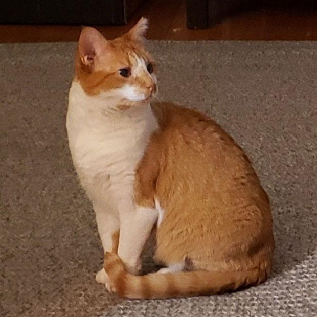 Ruby, Adoptable, Adult Female Domestic Short Hair.