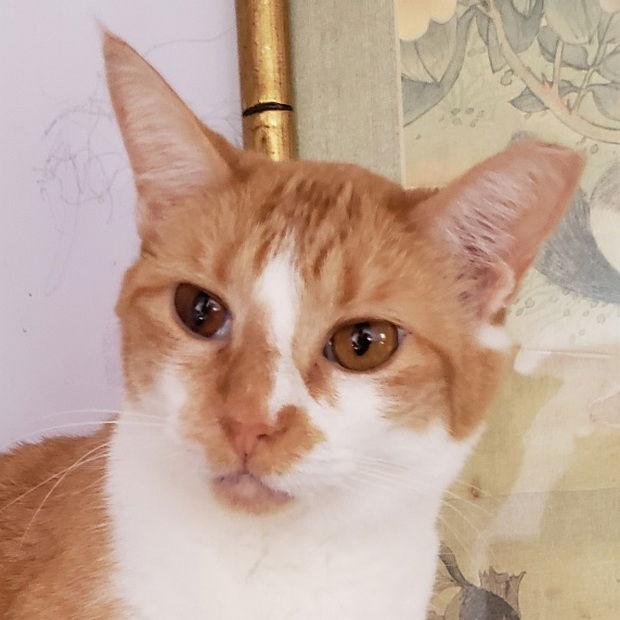 Ruby, Adoptable, Adult Female Domestic Short Hair.