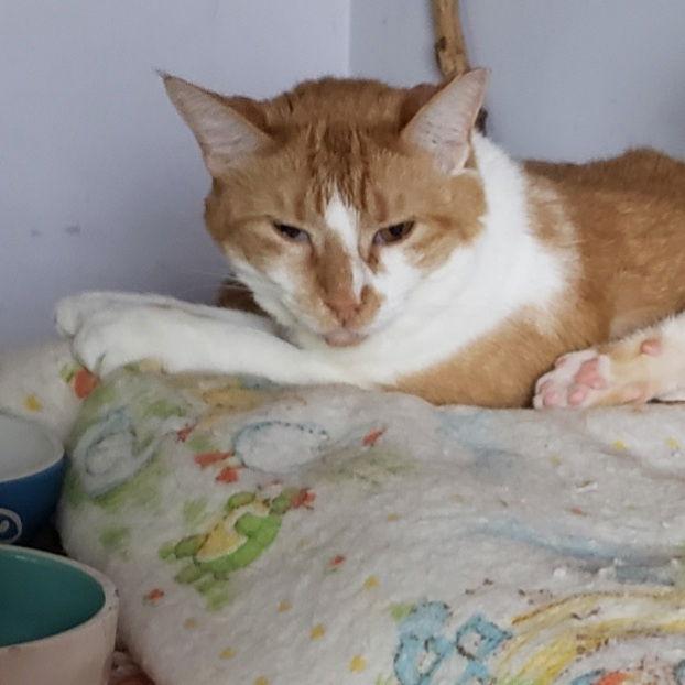 Ruby, a Adoptable Domestic Short Hair in Fishkill, NY image 2/6