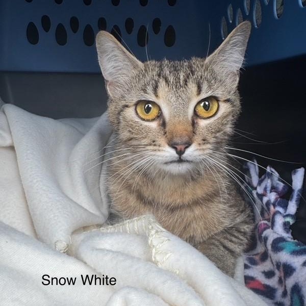 Photo of Snow White