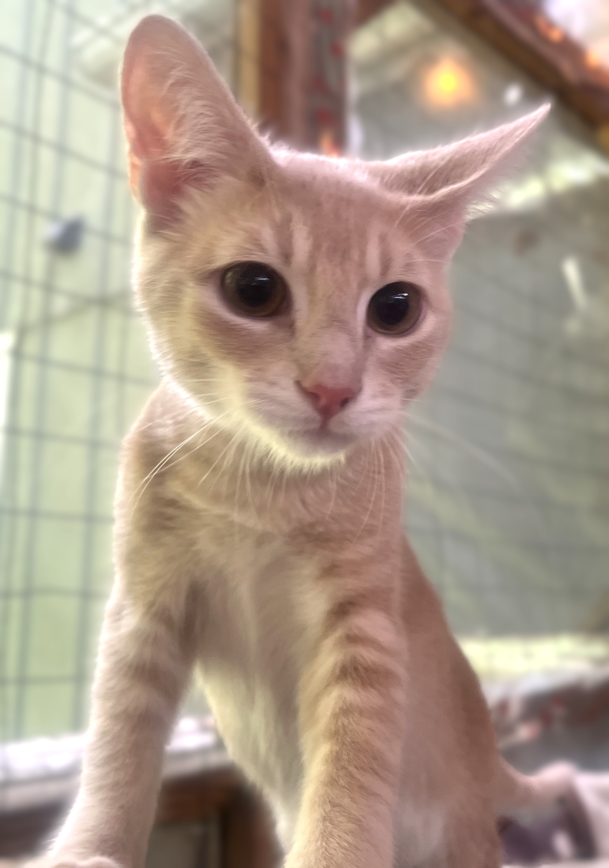 NEMO, a Adoptable Domestic Short Hair in Spotsylvania, VA image 4/5