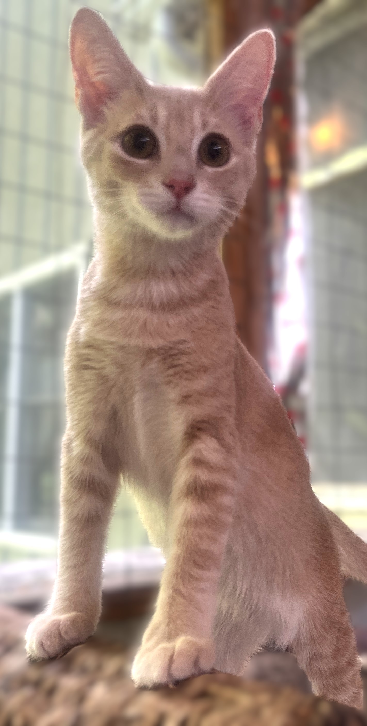 NEMO, a Adoptable Domestic Short Hair in Spotsylvania, VA image 5/5