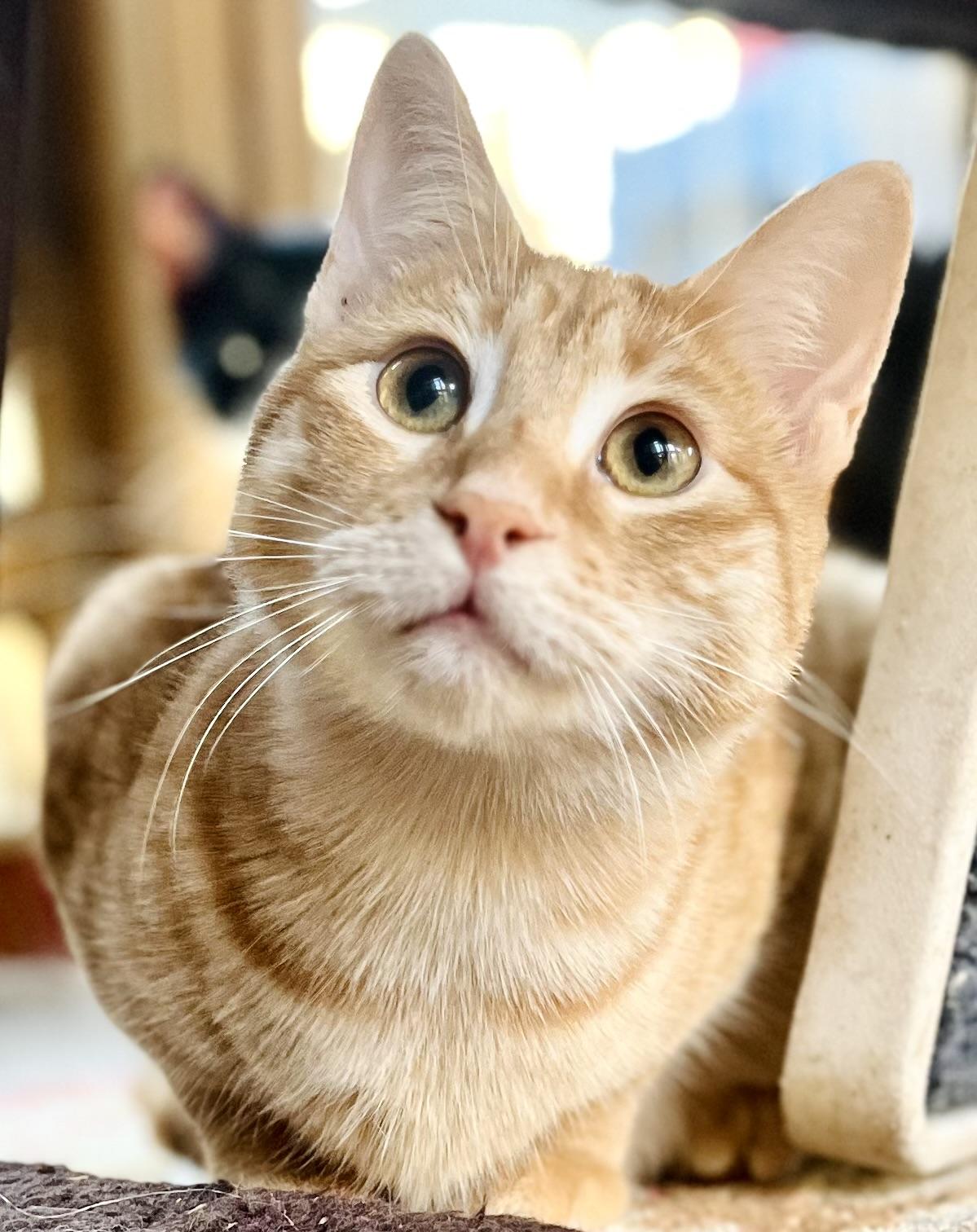 NEMO, a Adoptable Domestic Short Hair in Spotsylvania, VA image 2/5