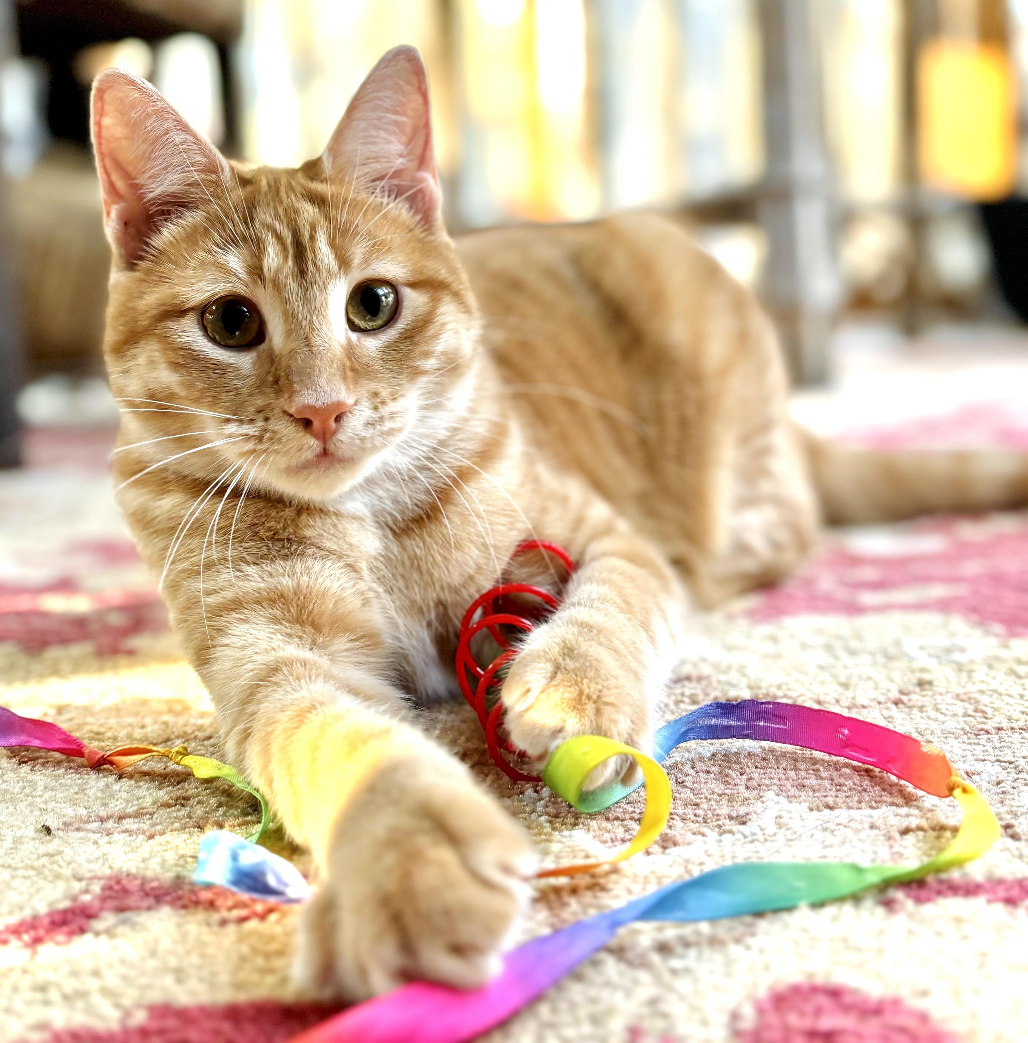 NEMO, a Adoptable Domestic Short Hair in Spotsylvania, VA image 1/5