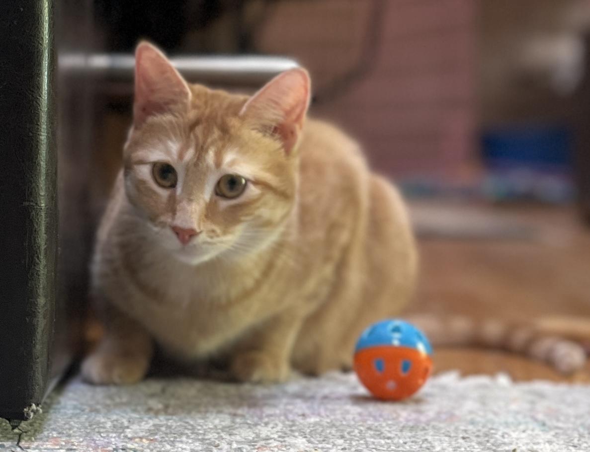 NEMO, a Adoptable Domestic Short Hair in Spotsylvania, VA image 3/5