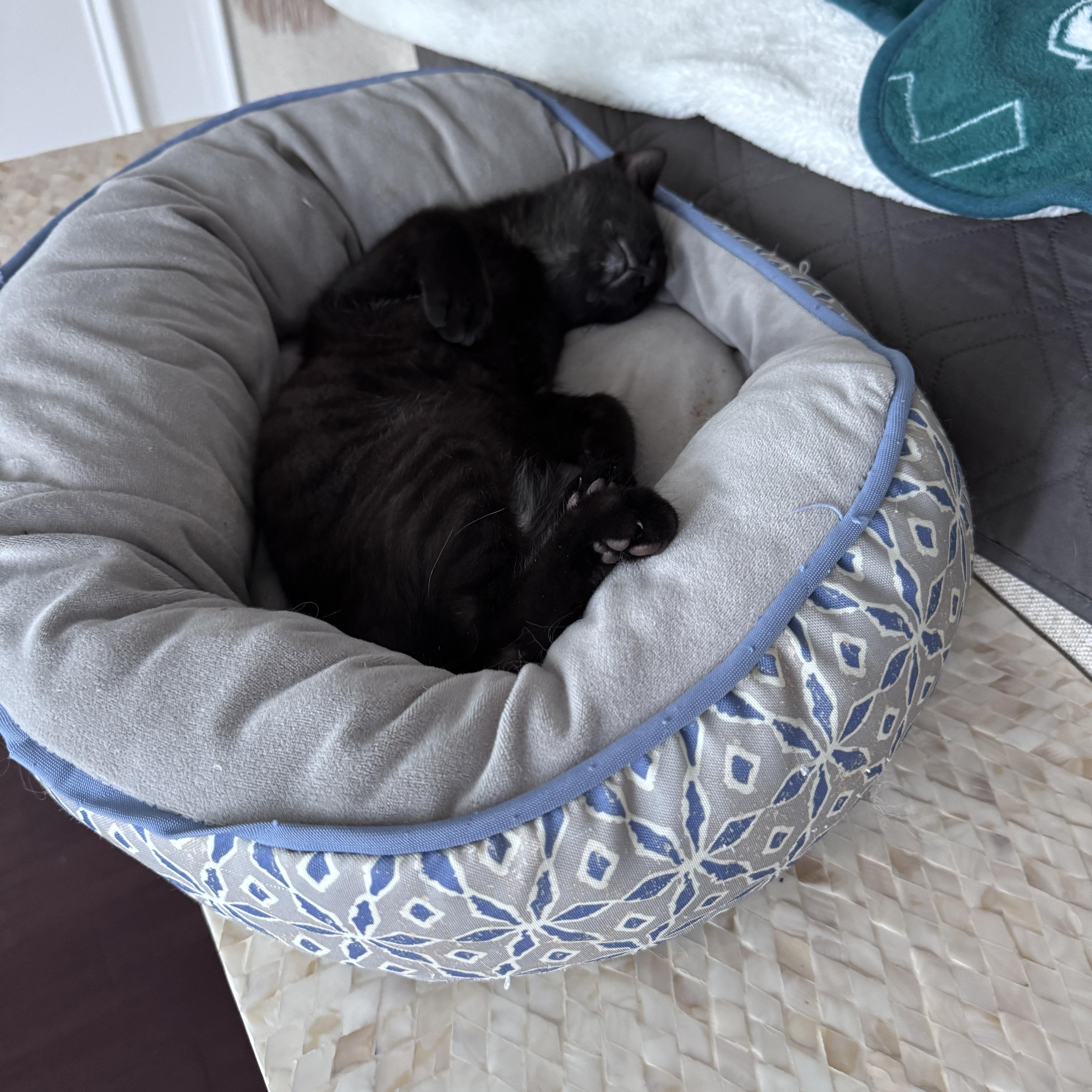 Enlarge Salem, a ADOPTABLE Domestic Short Hair in Cedars, PA image 3/4