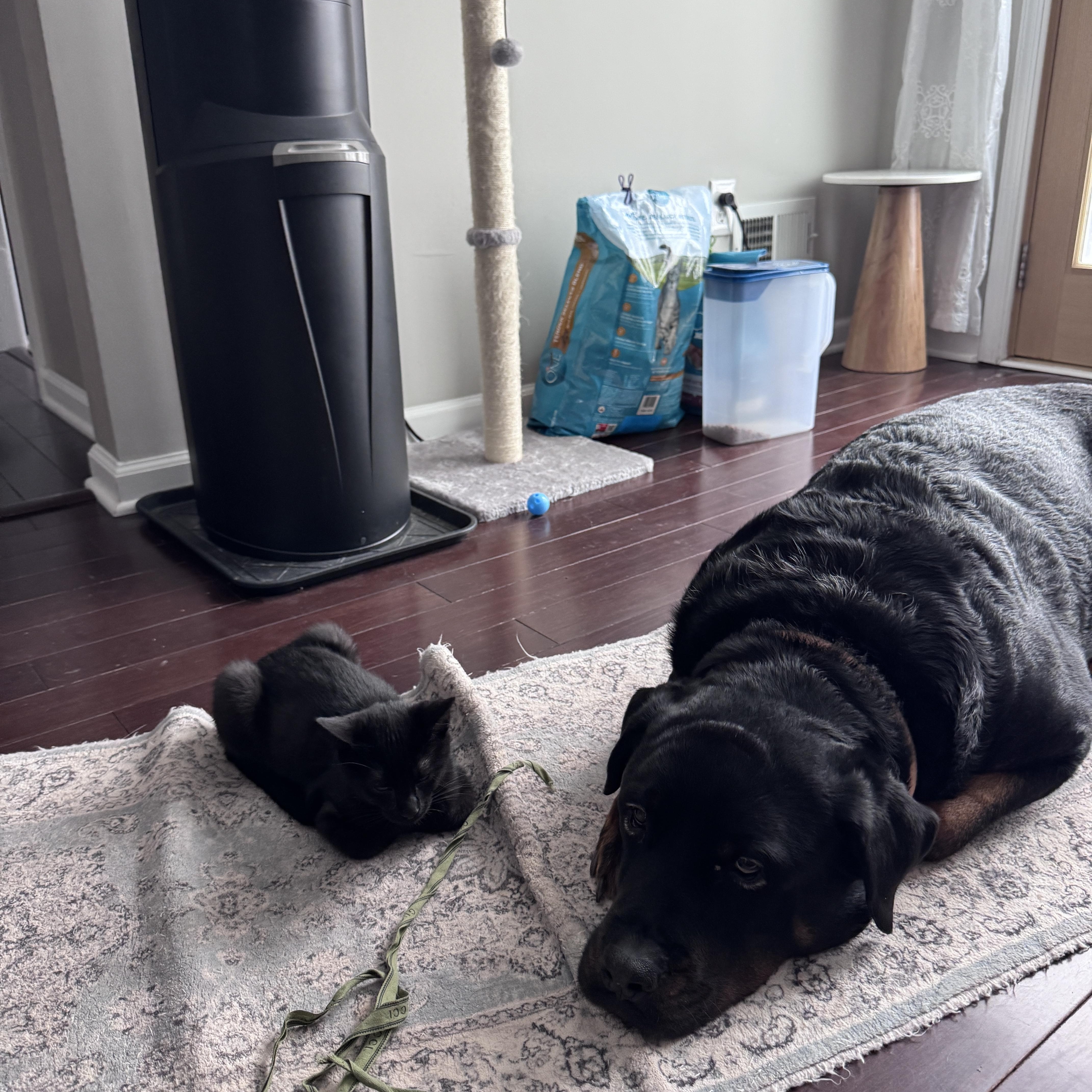 Enlarge Salem, a ADOPTABLE Domestic Short Hair in Cedars, PA image 1/4