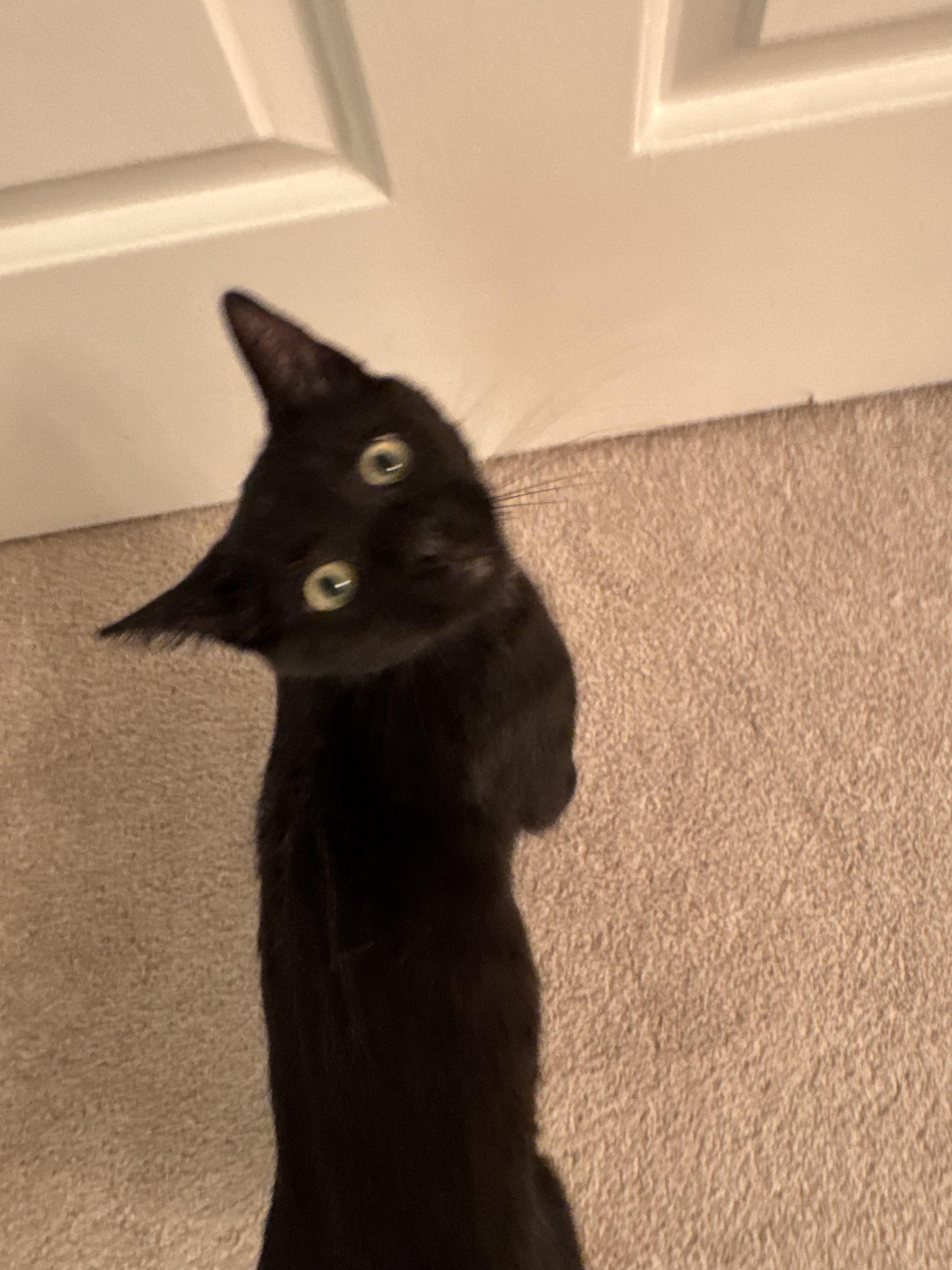 Enlarge Salem, a ADOPTABLE Domestic Short Hair in Cedars, PA image 2/4