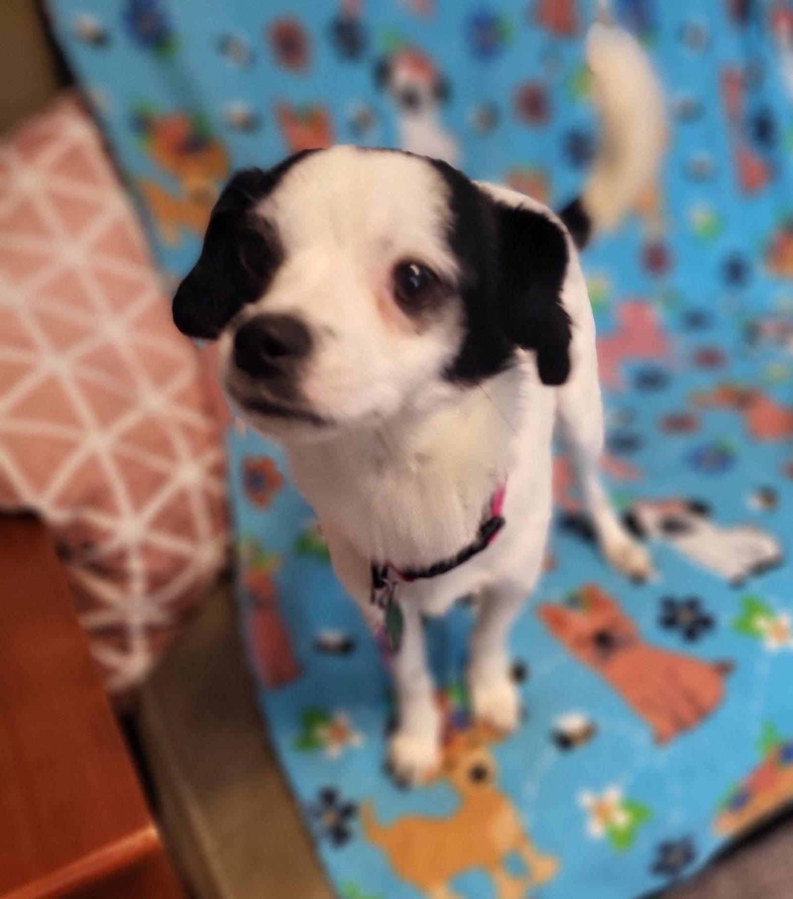 Enlarge Chubbs, a Adopted Terrier in New London, WI image 1/3