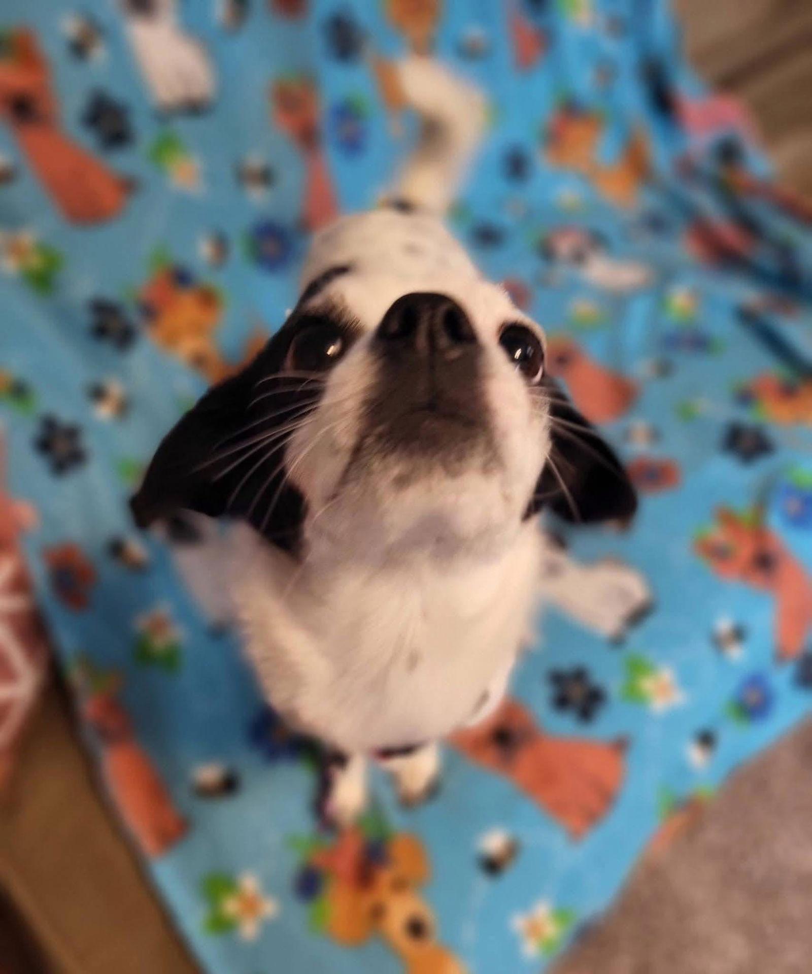 Enlarge Chubbs, a Adopted Terrier in New London, WI image 2/3