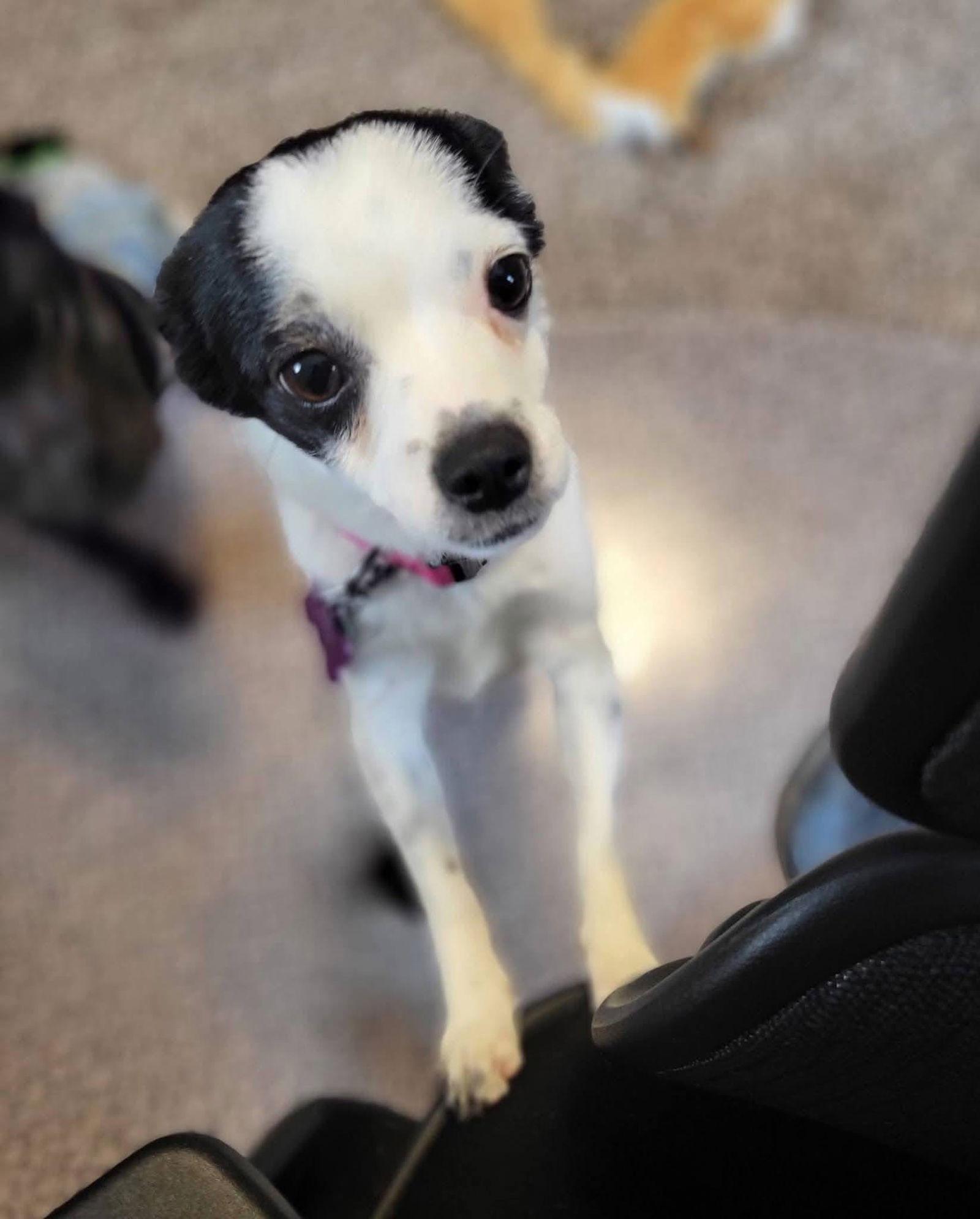 Enlarge Chubbs, a Adopted Terrier in New London, WI image 3/3