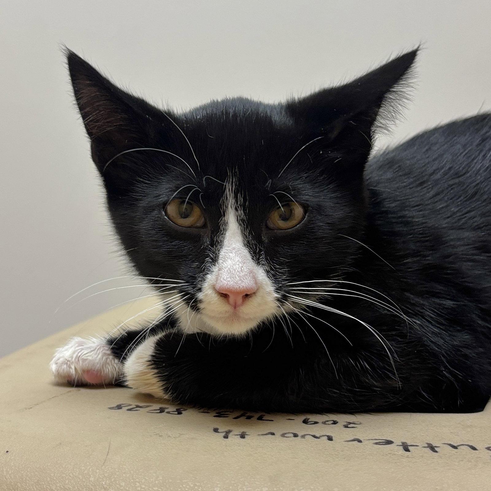 Socks, Adoptable, Kitten Male Domestic Short Hair.