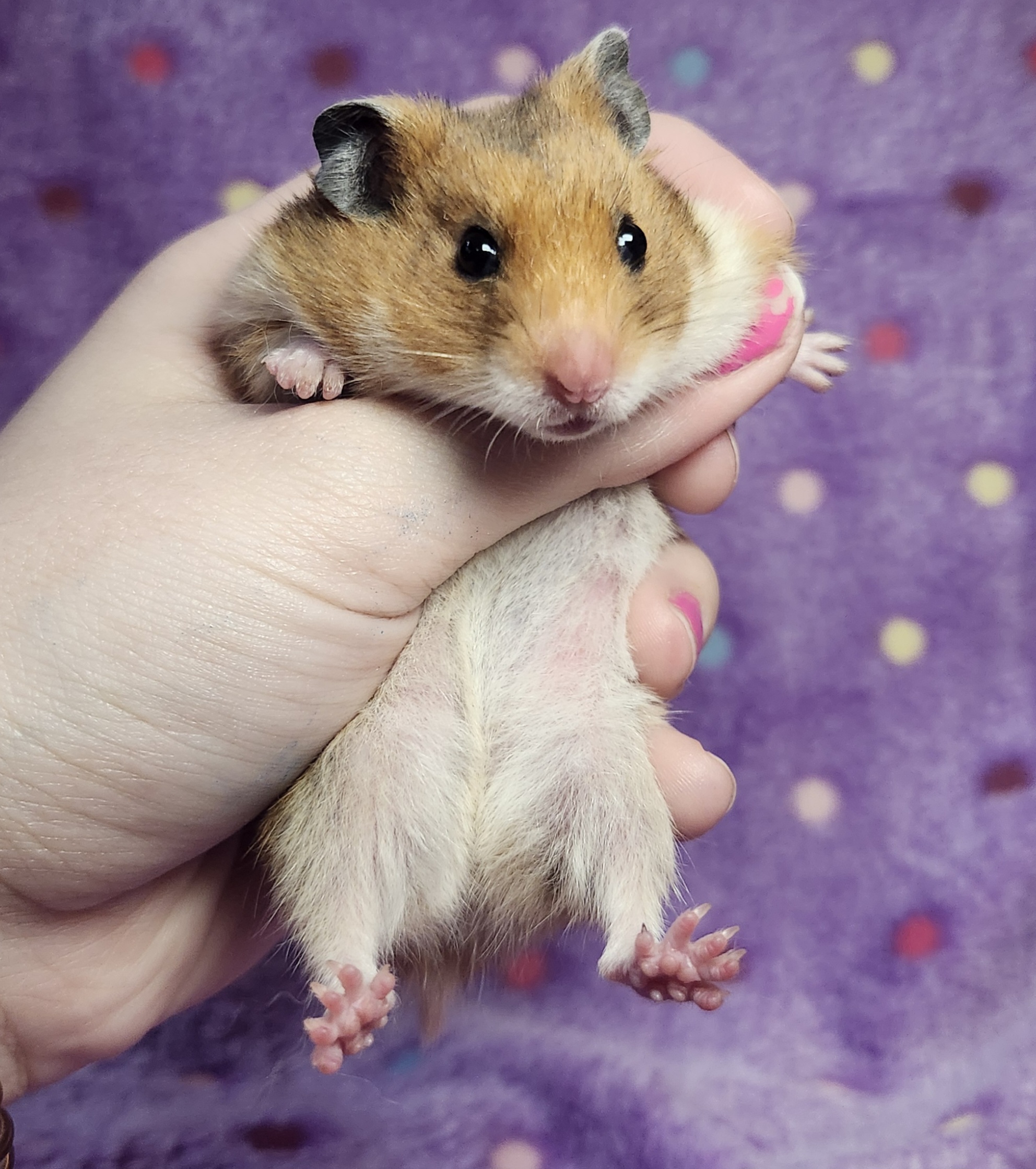 Tulip, Adopted, Baby Female Hamster.
