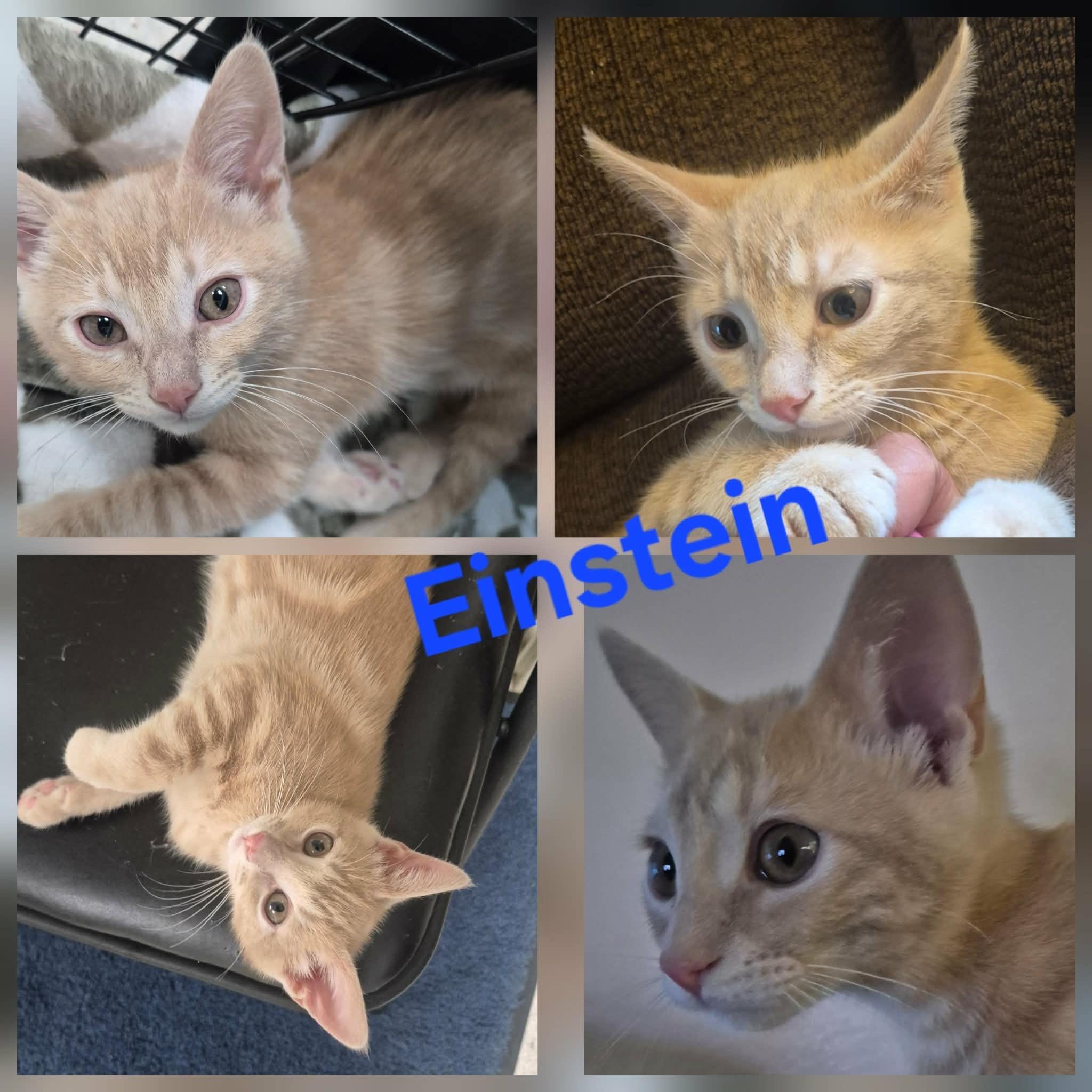 Einstein, Adopted, Kitten Male Domestic Short Hair.