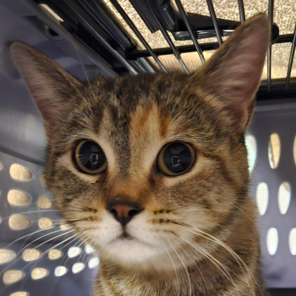 Enlarge Shy, a Adoptable Domestic Short Hair in Saint Cloud, MN image 1/4