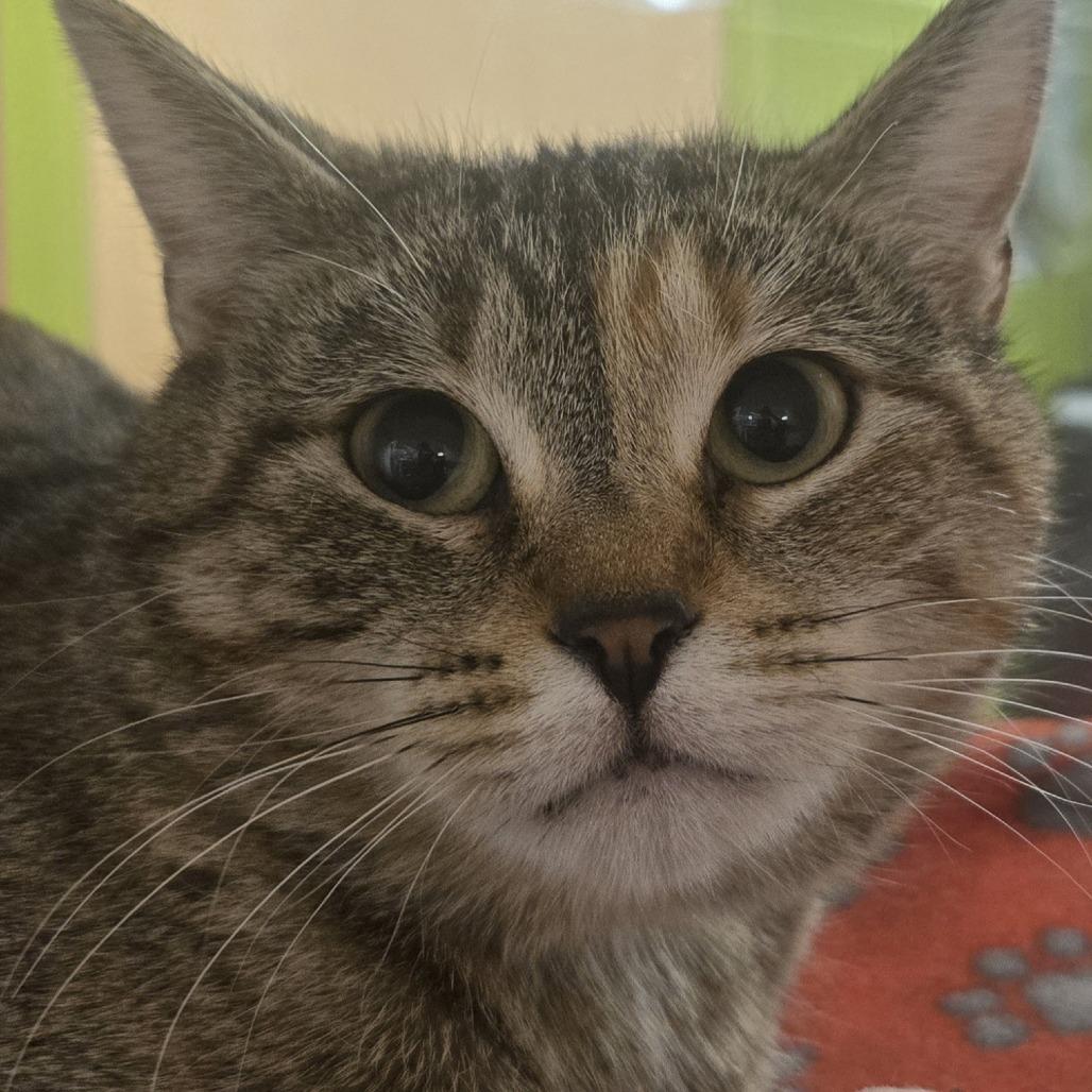 Enlarge Shy, a Adoptable Domestic Short Hair in Saint Cloud, MN image 2/4