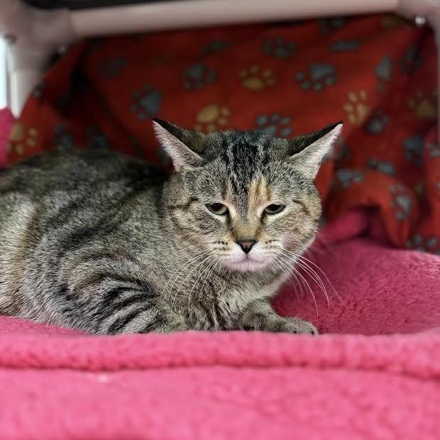 Enlarge Shy, a Adoptable Domestic Short Hair in Saint Cloud, MN image 3/4