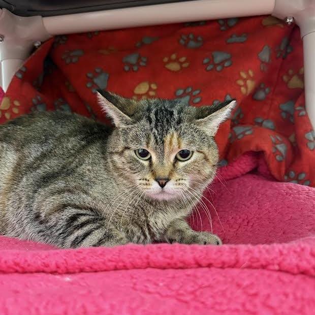 Enlarge Shy, a Adoptable Domestic Short Hair in Saint Cloud, MN image 4/4