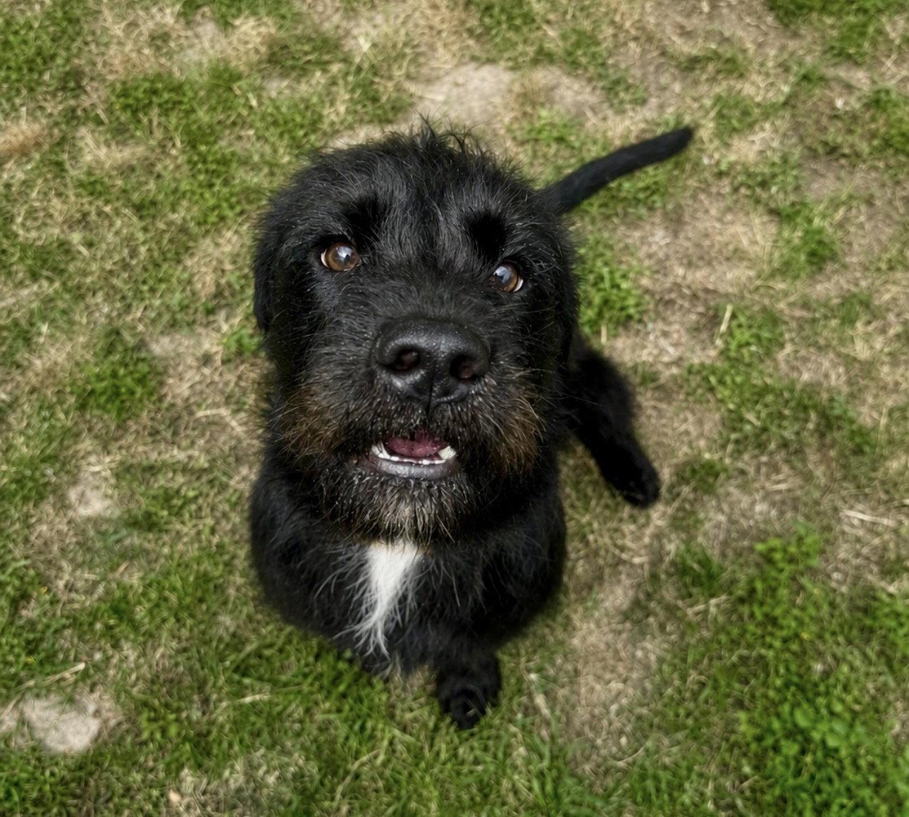 Fletch, Adoptable, Young Male Schnauzer.