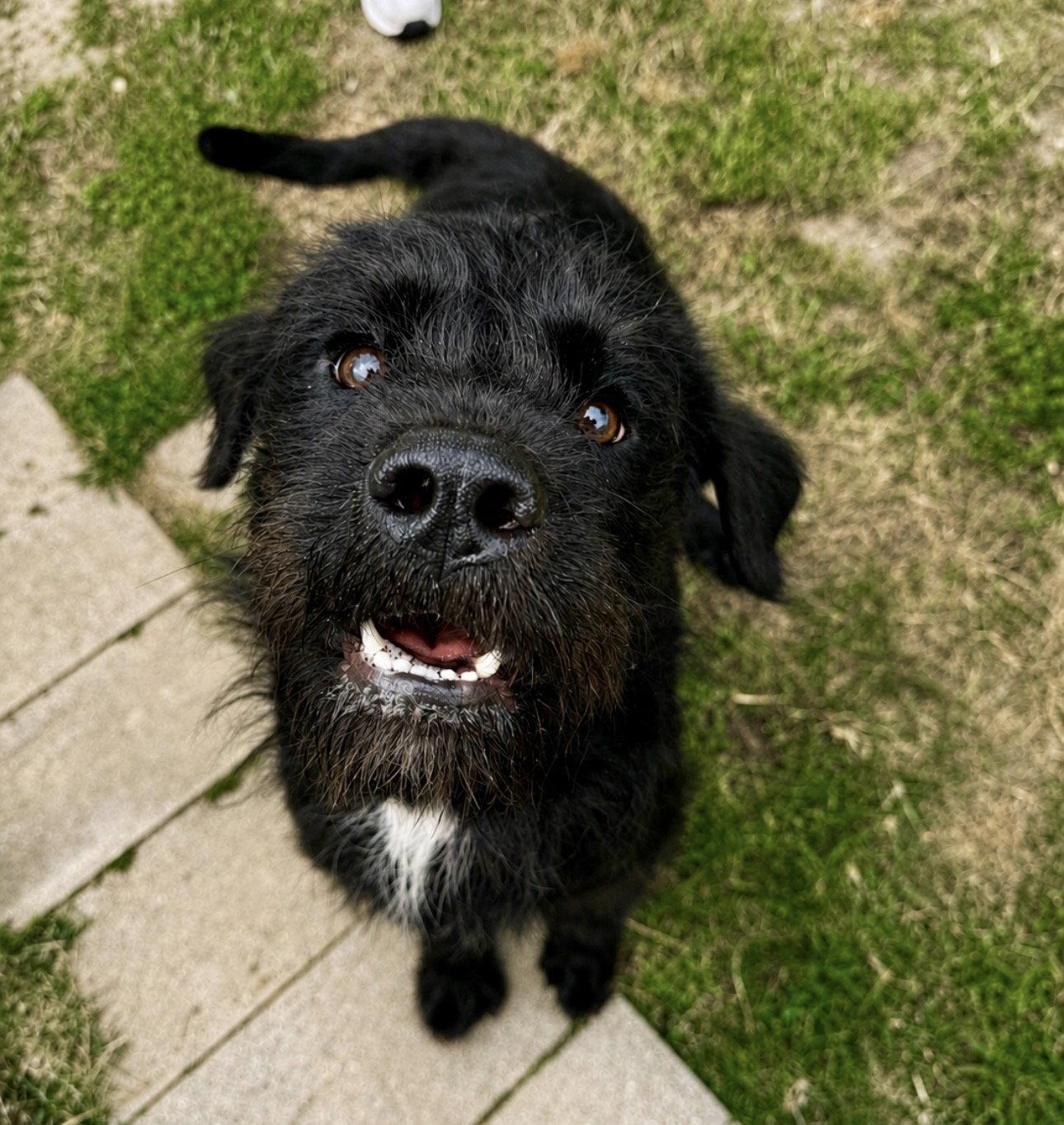 Enlarge Fletch, a Adoptable Schnauzer in Houston, TX image 2/3
