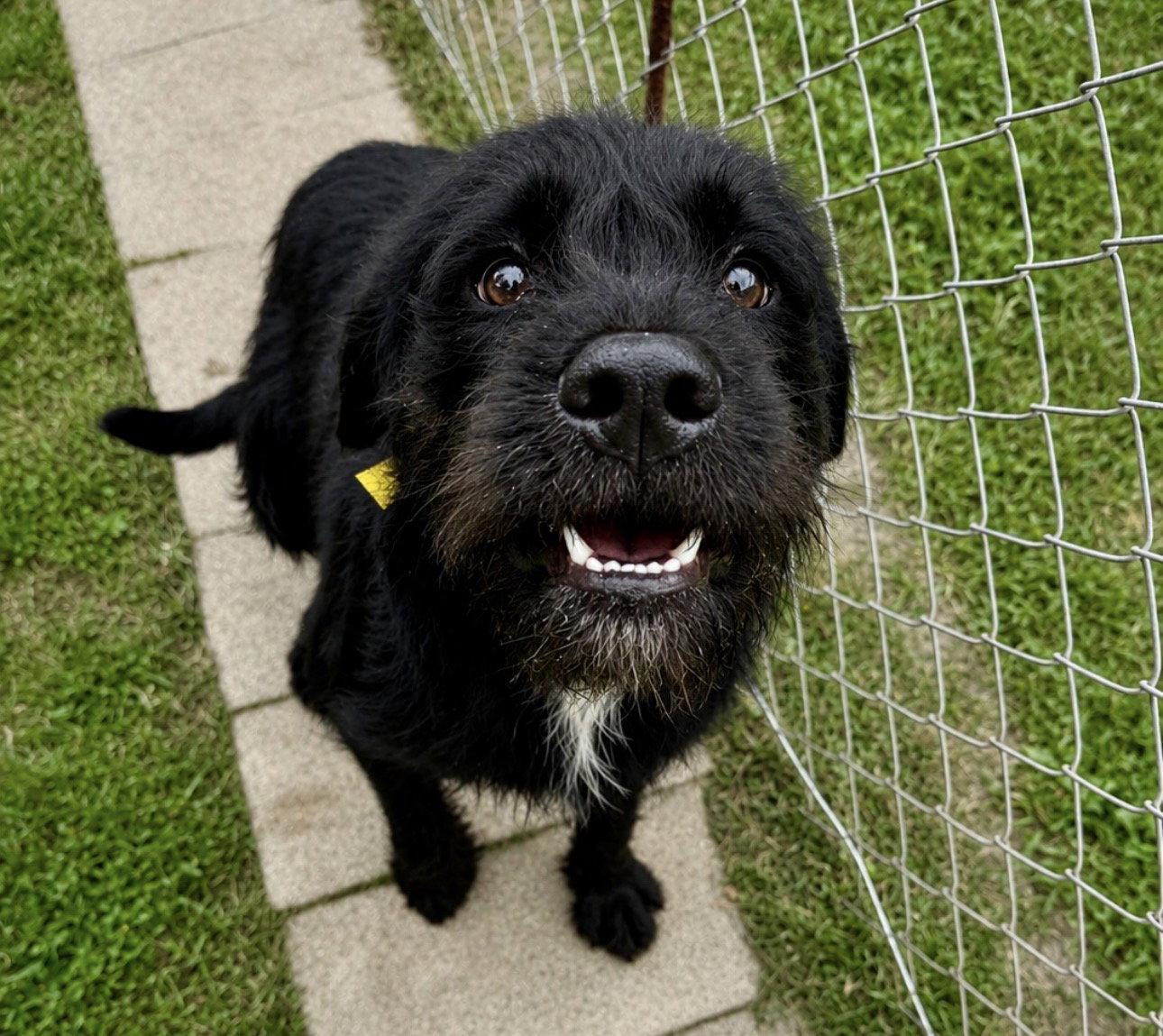 Enlarge Fletch, a Adoptable Schnauzer in Houston, TX image 3/3