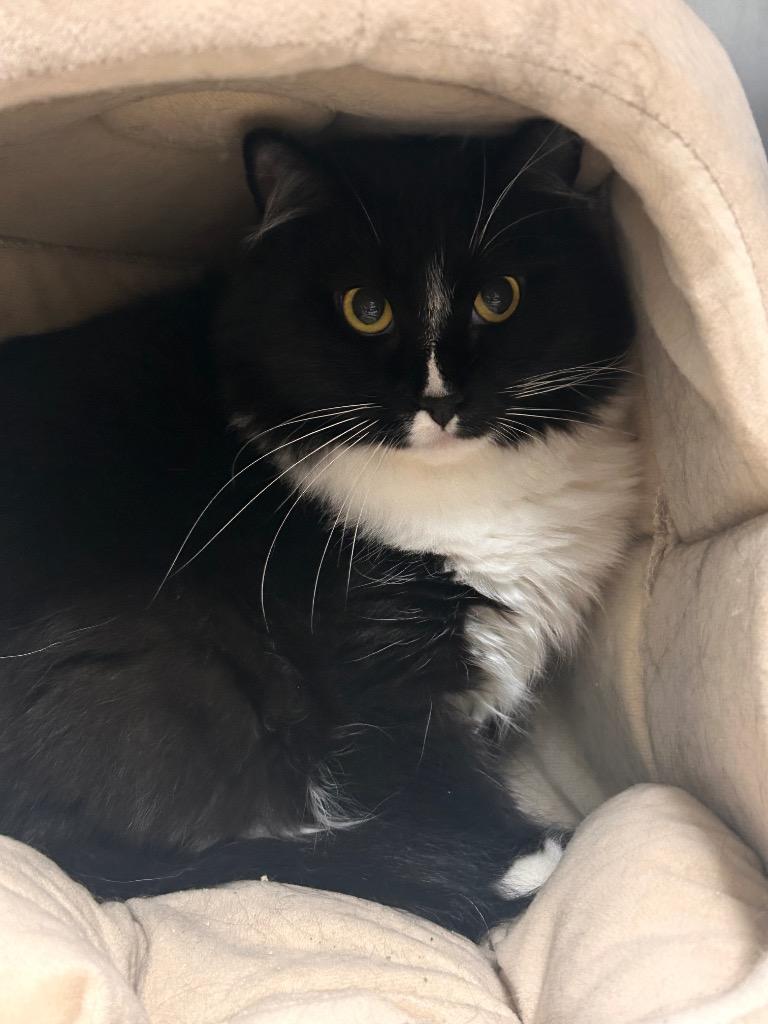 Blaze, Adoptable, Young Male Domestic Short Hair.