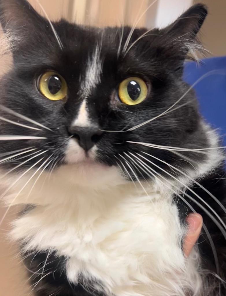 Enlarge Blaze, a Adoptable mixed breed in New Manchester, WV image 4/4