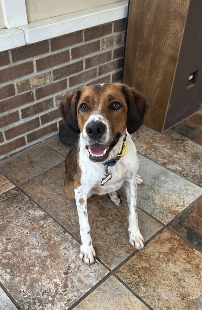 Enlarge Available for Adoption - Atlas (MI, USA), a Adoptable mixed breed in Temperance, MI image 1/6