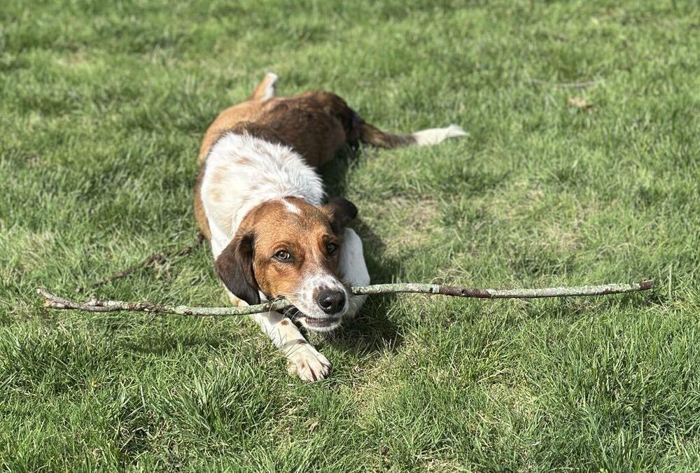 Enlarge Available for Adoption - Atlas (MI, USA), a Adoptable mixed breed in Temperance, MI image 3/6