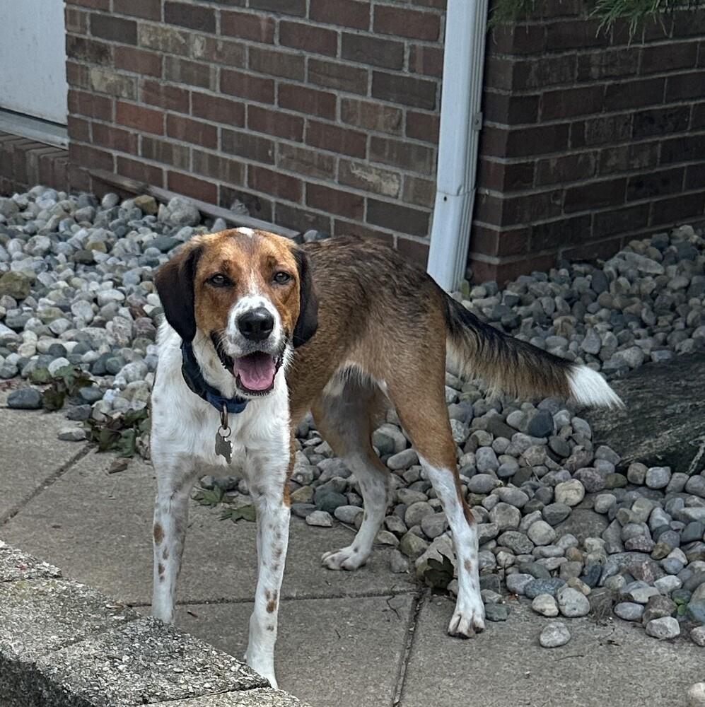 Enlarge Available for Adoption - Atlas (MI, USA), a Adoptable mixed breed in Temperance, MI image 4/6