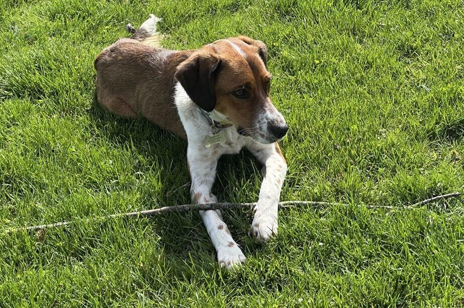 Enlarge Available for Adoption - Atlas (MI, USA), a Adoptable mixed breed in Temperance, MI image 5/6