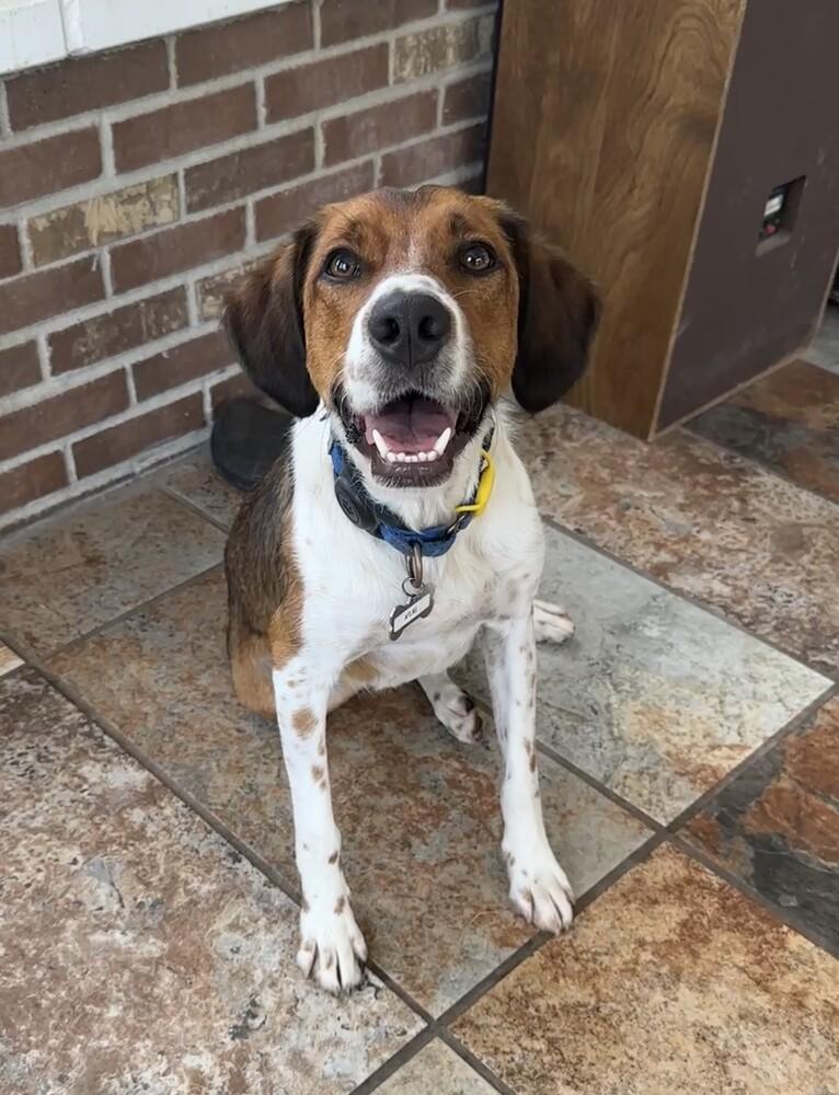 Available for Adoption - Atlas (located in USA), Adoptable, Young Male English Setter.