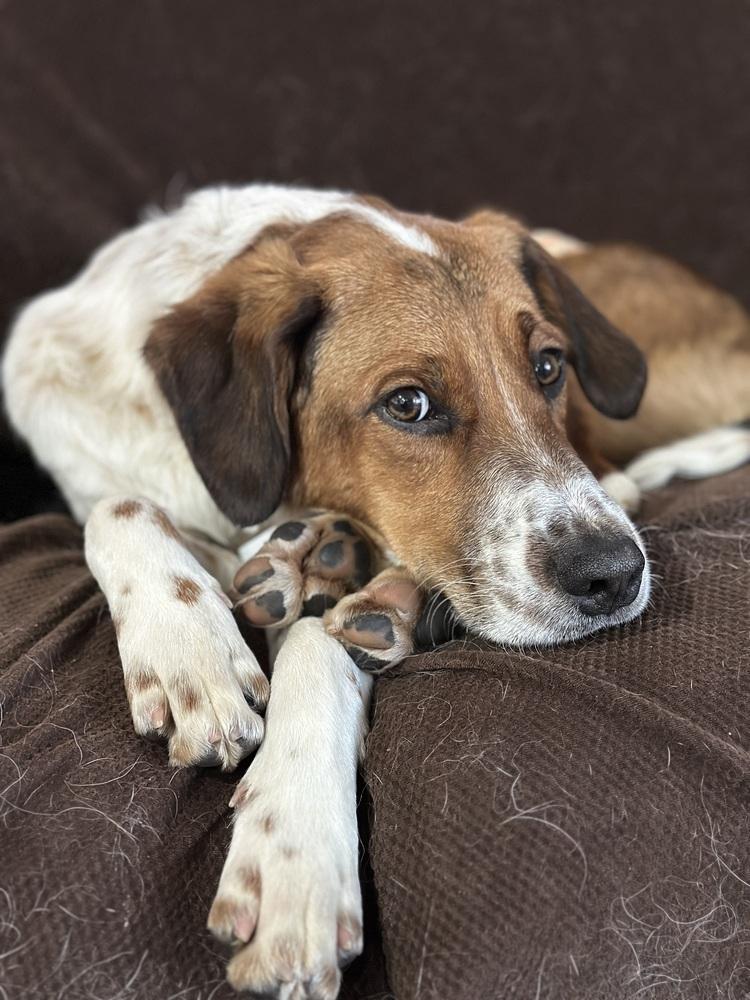 Available for Adoption - Atlas (located in USA), a Adoptable mixed breed in Temperance, MI image 5/5