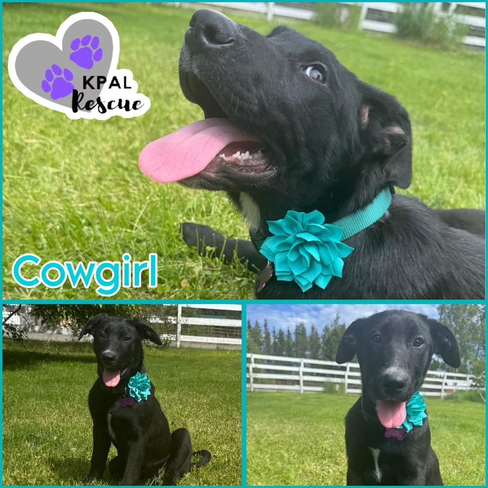 Enlarge Cowgirl - Yeehaw Litter, a Adoptable mixed breed in Kenai, AK image 1/1