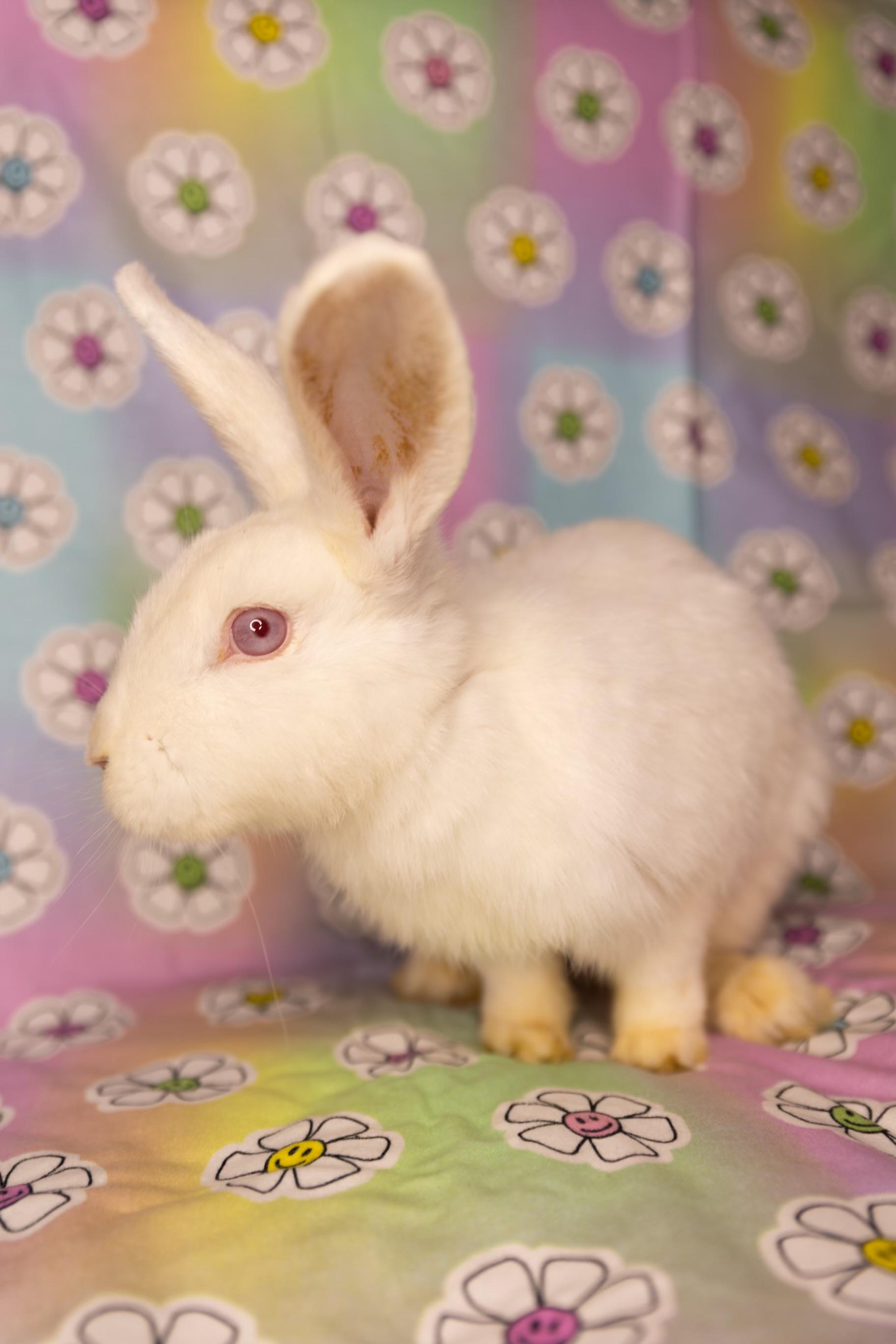 Jet-Puff, ADOPTABLE, Young Male New Zealand.
